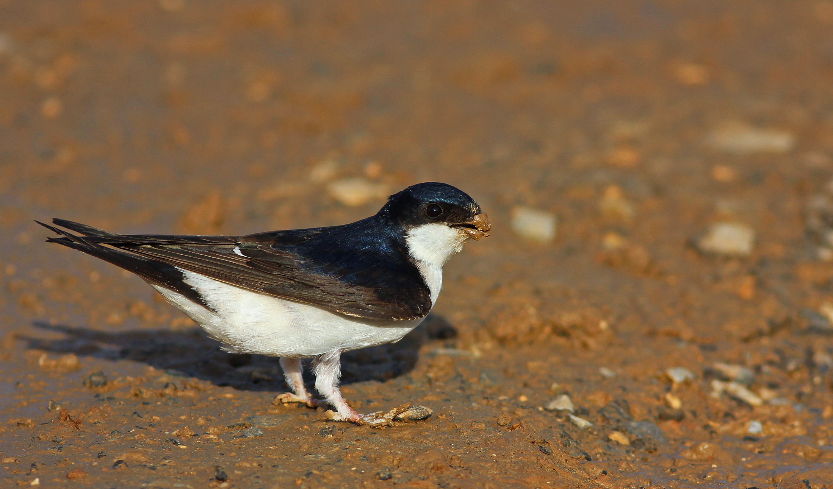 Common House-Martin